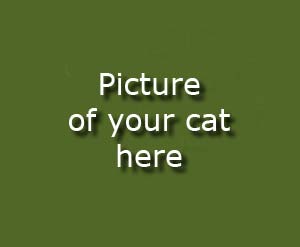 Photo de votre chat ici